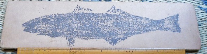 釣ったキスのサイズが1mものさしとほぼ同じであることがわかる画像